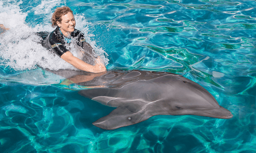 An instructor swimming with a dolphin in the water.